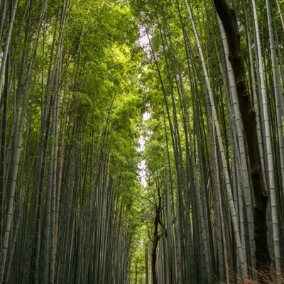 轩辕江湖手机游戏下载